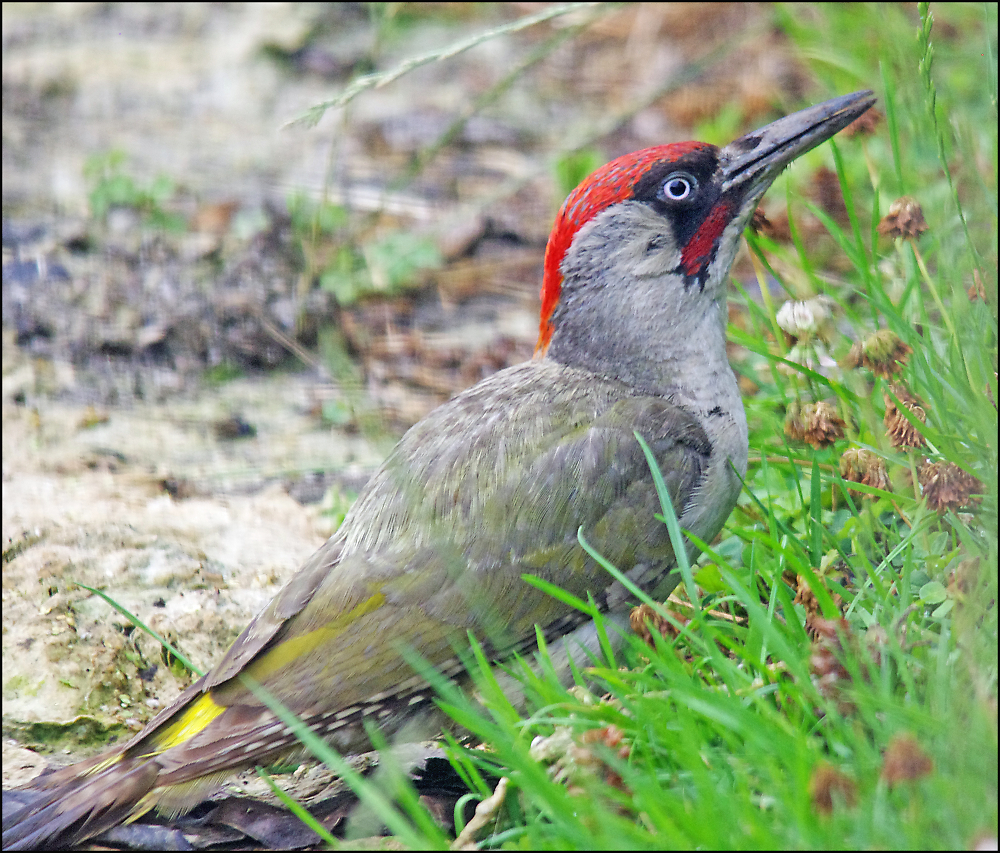 Green Woodpecker II