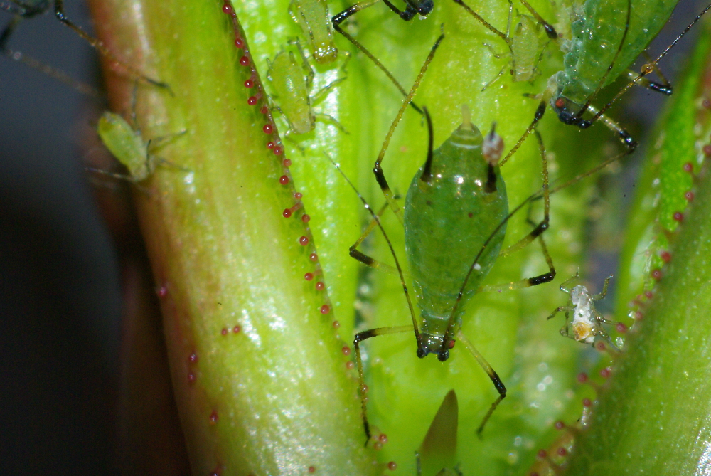 Greenfly