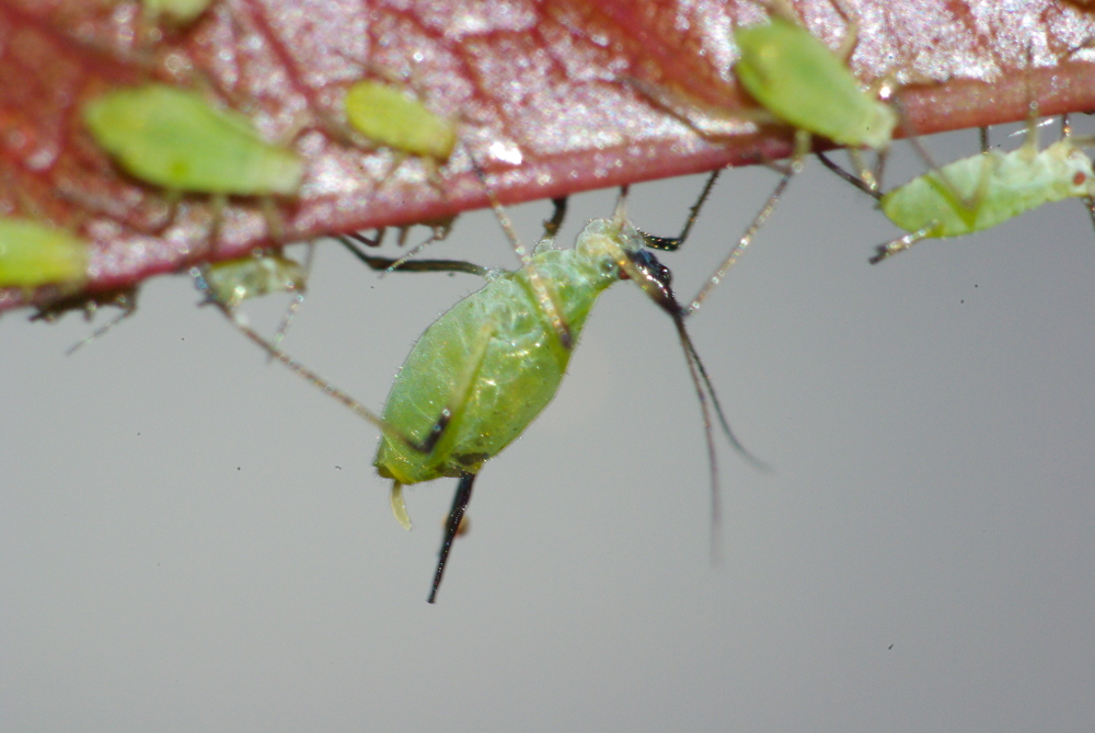 Greenfly