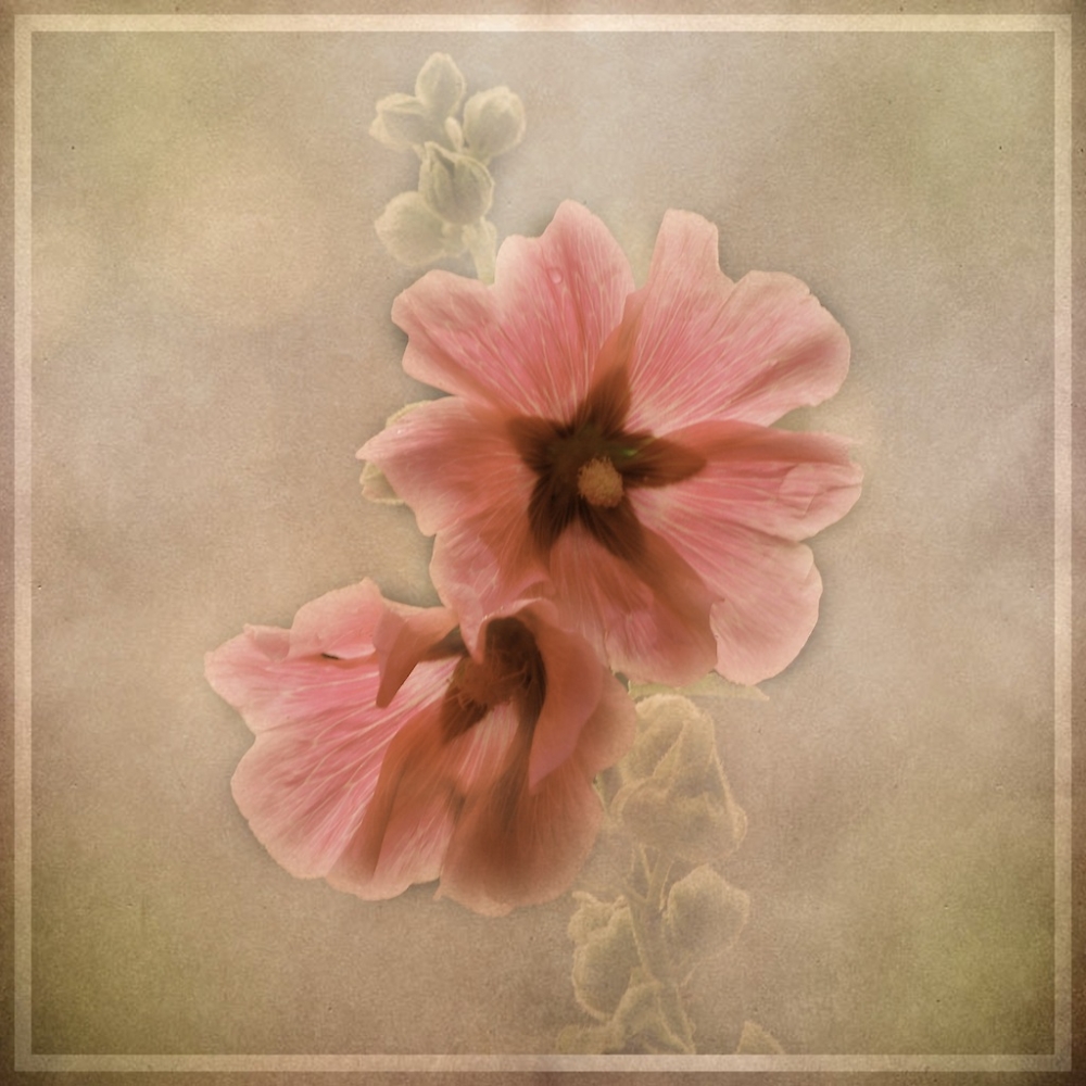 Hollyhock