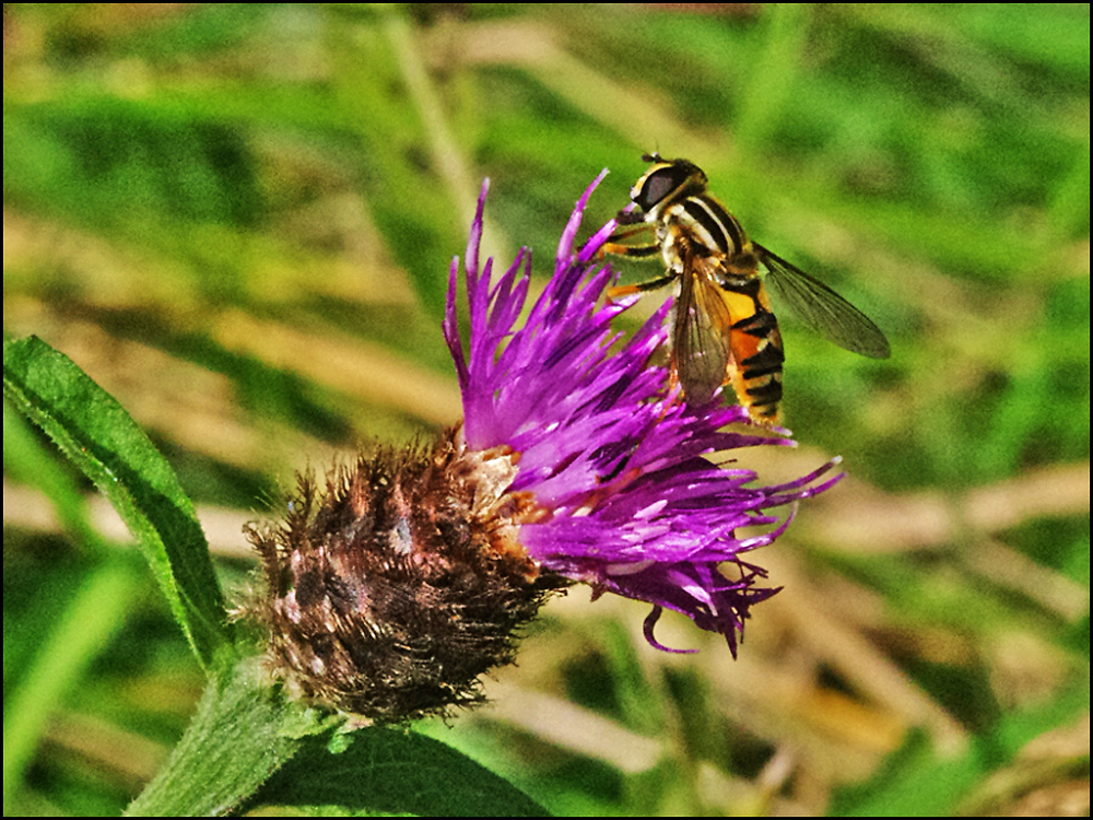Hoverfly on thistle