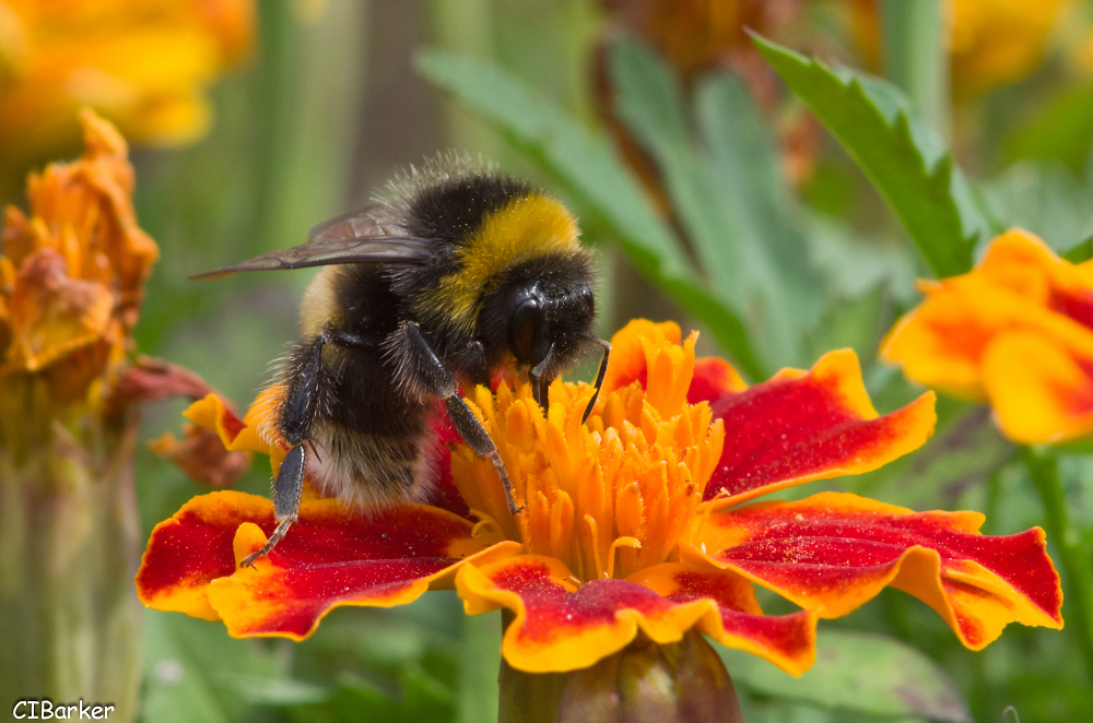 Marigold Bee by CIBarker Pentax User