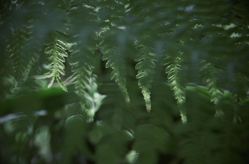 microcosmos