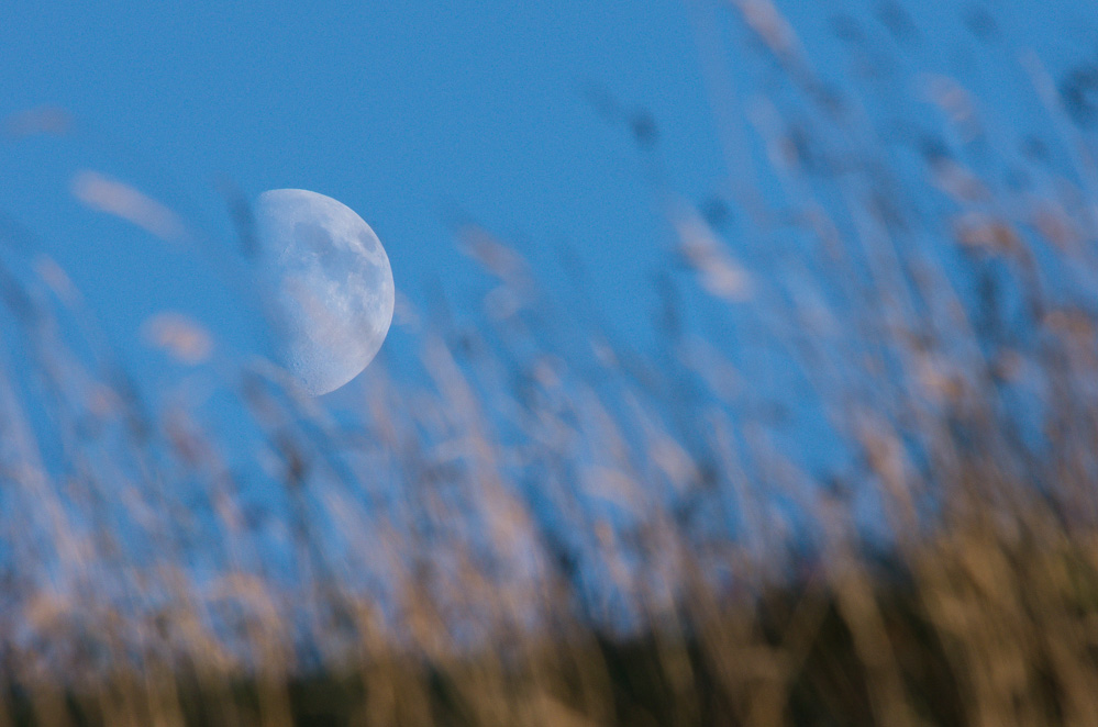 Moon & grass