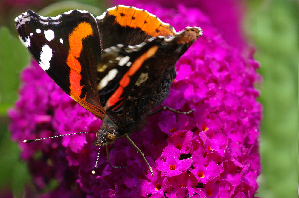Red Admiral Close Up