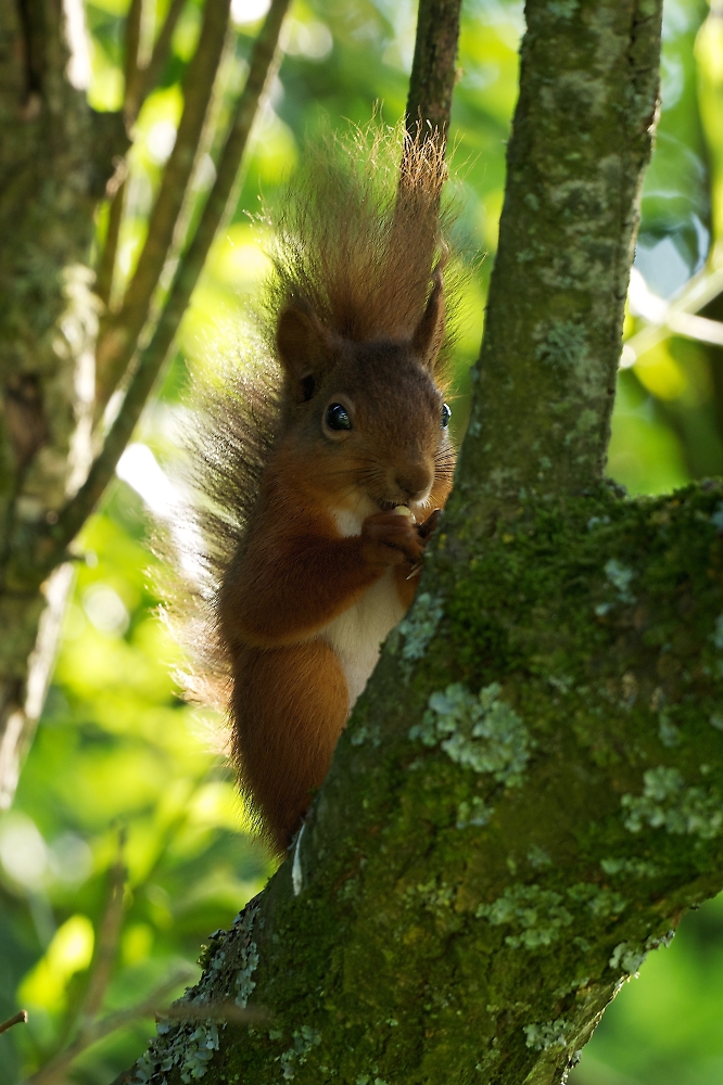 Red Squirrel