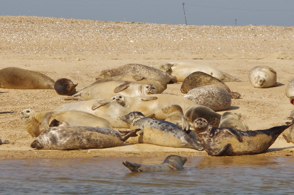 see the seals