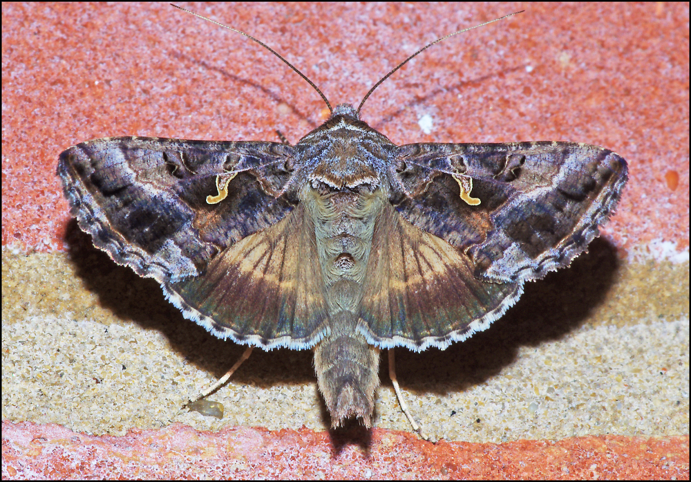 Silver Y Moth