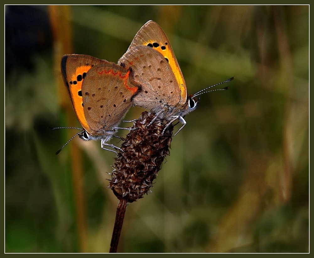 Small Coppers
