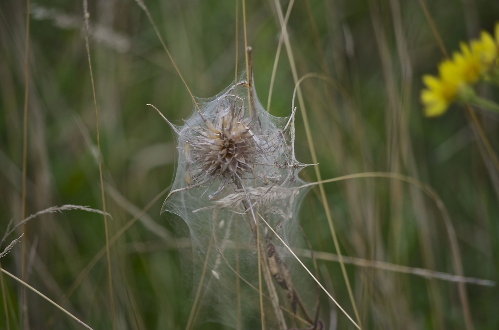 Taken In The field"S Nr Where I Live