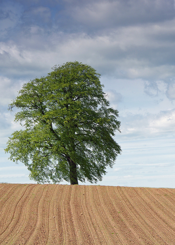 Tree at the top of a ploughed field