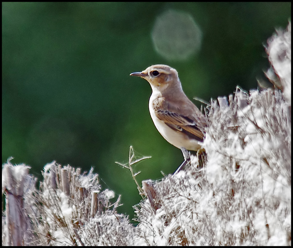 Whinchat