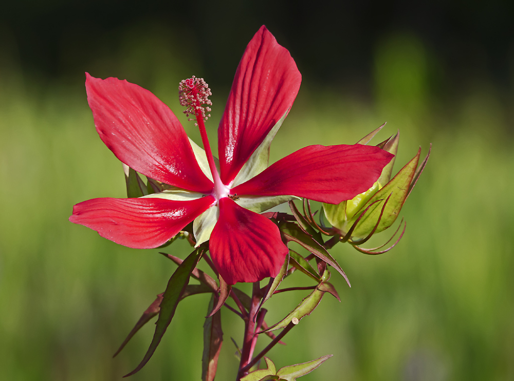 Wild Hibiscus Flower