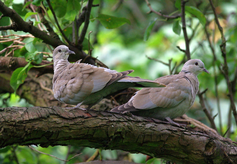 Young Doves
