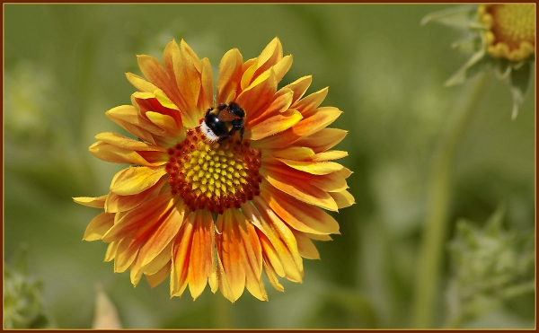 A feeling of summer