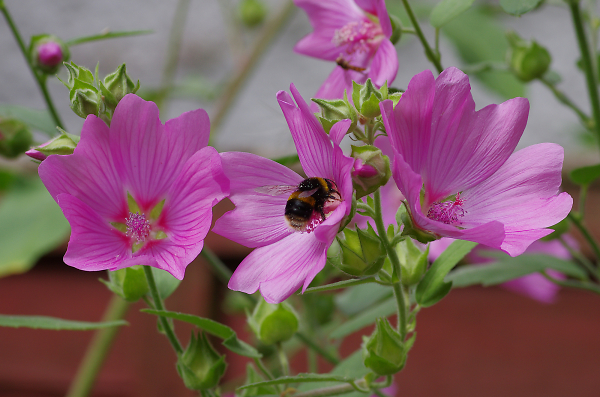 Ace Pollinator in Action