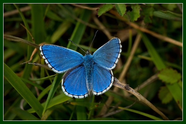 Adonis Blue Butterfly