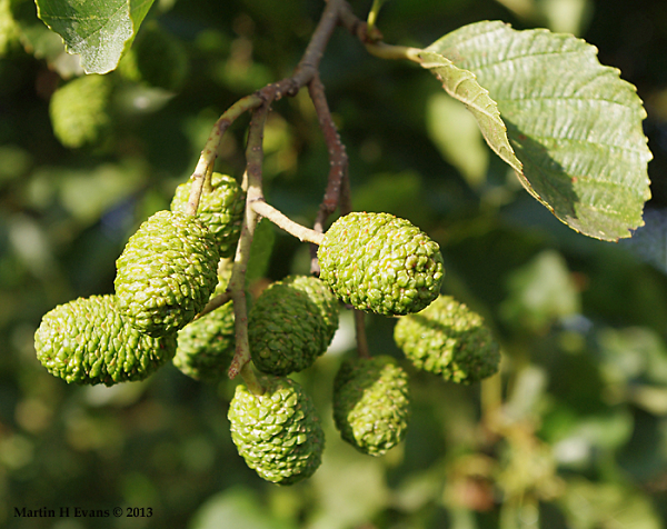 Alder cones