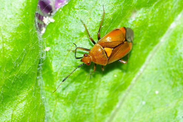 Another aphid hunter