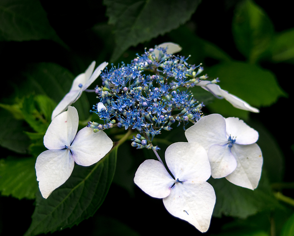 Another Hydrangea
