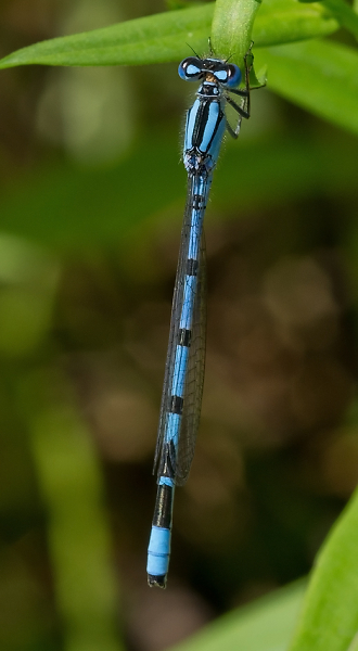 Azure Damselfly
