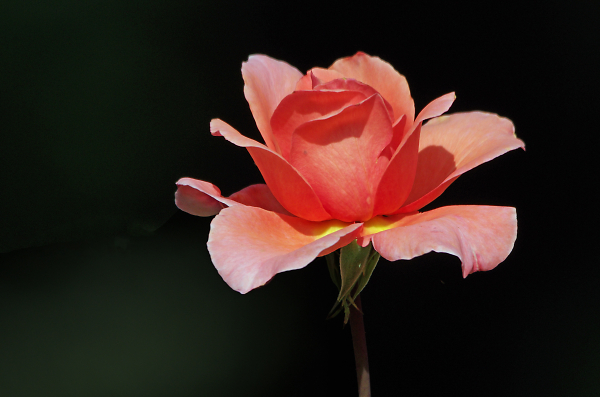 Big pink