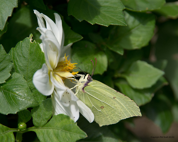 Brimstone on a White Begonia