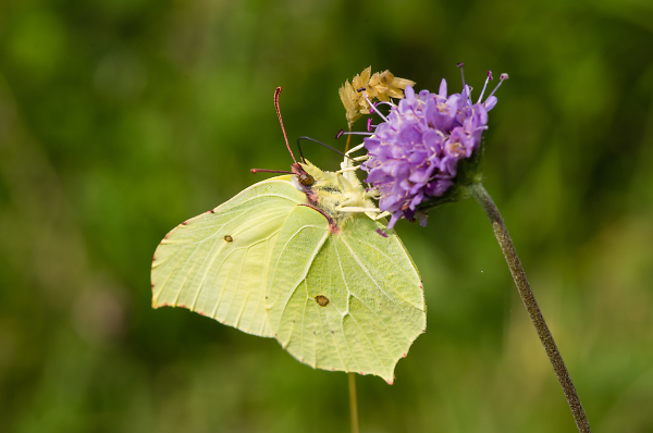 Brimstone