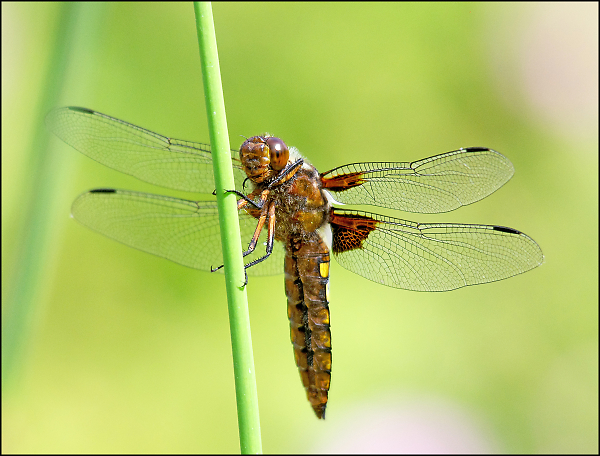 Broad Bodied Chaser, Male.
