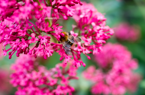 Busy Bee