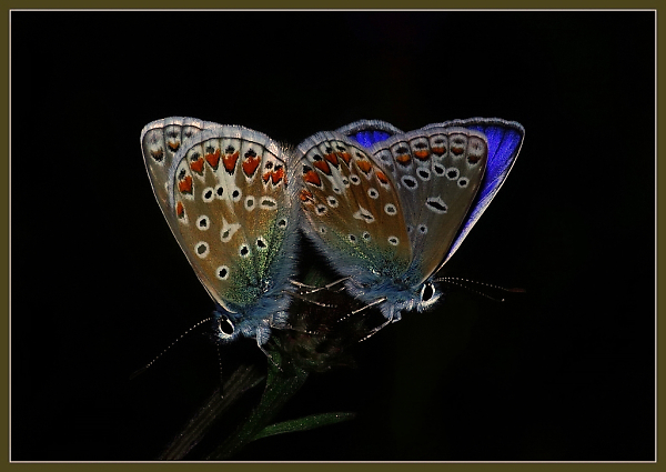 Common Blue Pair
