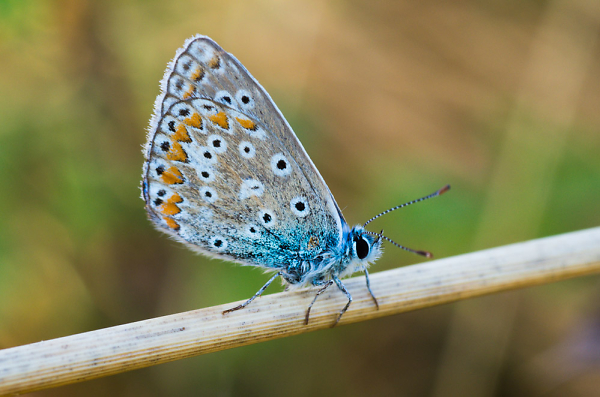 common blue