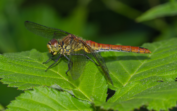 Common Darter - male