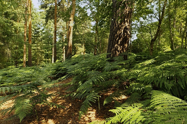 Coombe Wood, Croydon, Under the Canopy 2