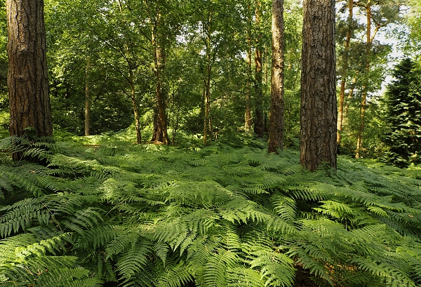 Coombe Wood, Croydon, Under the Canopy 4