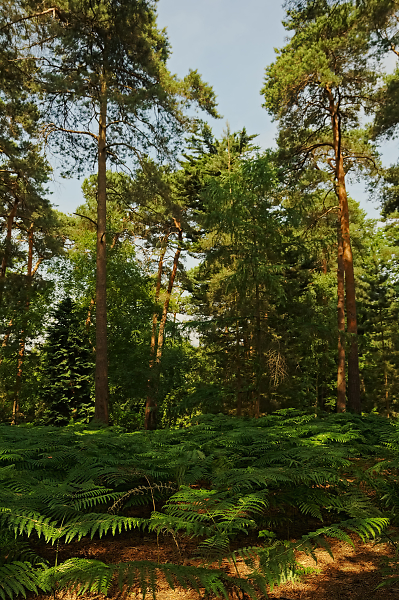 Coombe Wood, Croydon, Under the Canopy