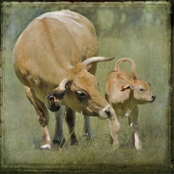 Cow and calf