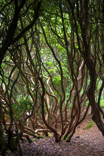 Dancing Trees
