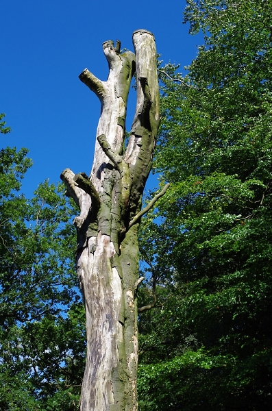 Dead Tree