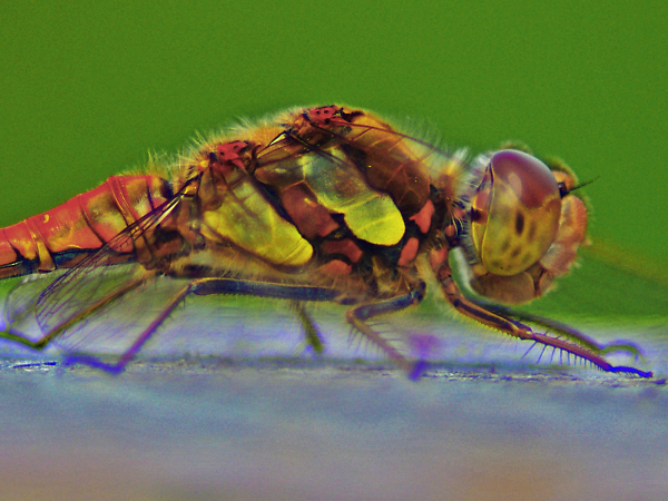 Dragonfly Body