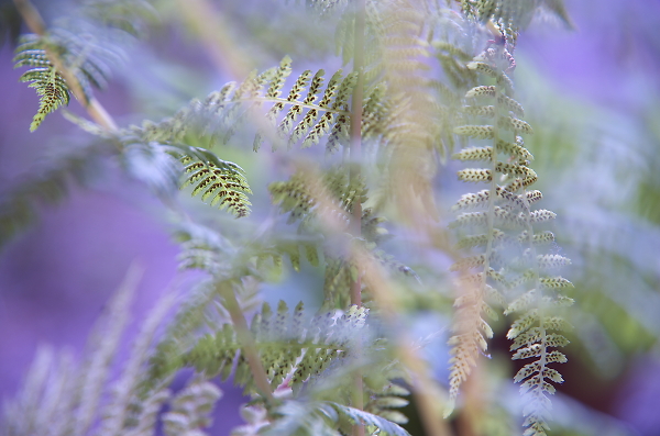 dreamy ferns