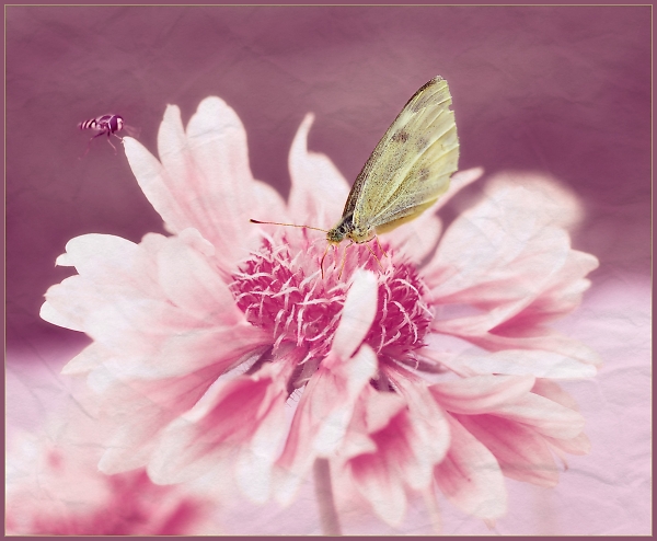 Fragility