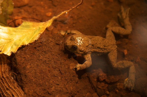 frogg
