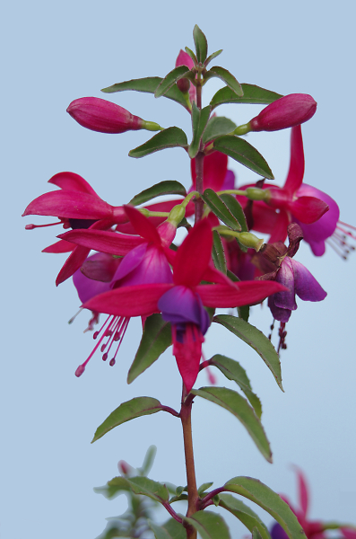 Fuchsia