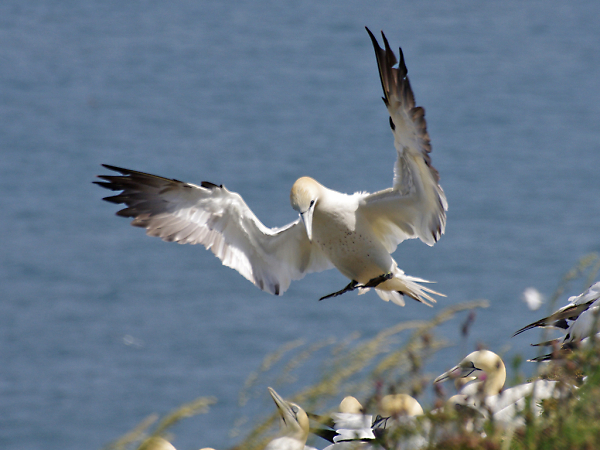 Gannet on cliff