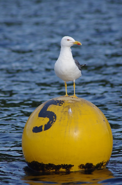 Gull on a buoy