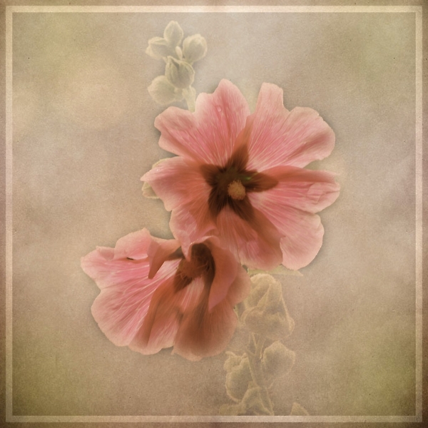 Hollyhock