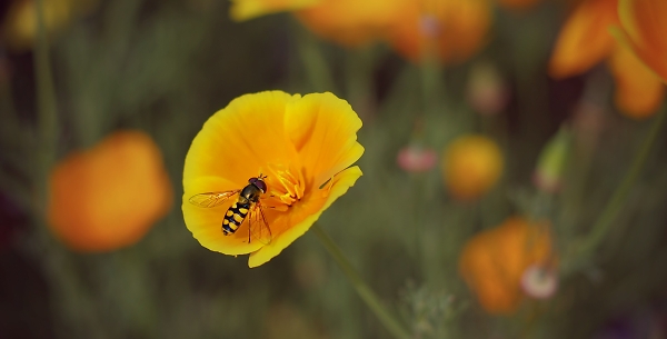 Hover and Poppy