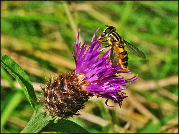 Hoverfly on thistle