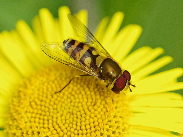 Hoverfly
